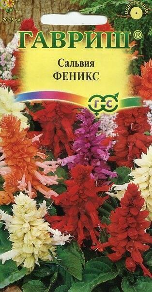 Купить оптом в Ботанике семена Сальвия Феникс Гав бренд Гавриш