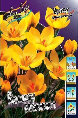 Купить оптом в Ботанике Крокус Йеллоу Маммот 10 шт