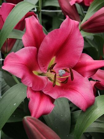 Купить оптом в Ботанике Лилия Карбонеро 7 шт