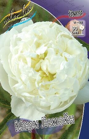Купить оптом в Ботанике Пион Мари Лемойн 1 шт