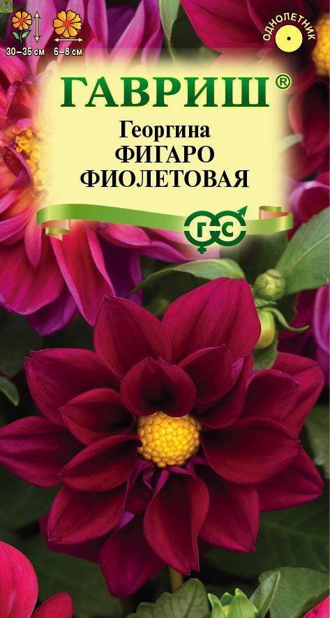 Купить оптом в Ботанике семена Георгина Фигаро фиолетовая Гав бренд Гавриш