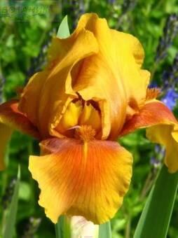 Купить оптом в Ботанике Ирис Апачи Уорриор 1 шт