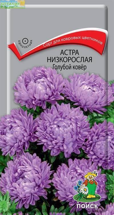 Купить оптом в Ботанике семена Астра Голубой ковёр Поиск бренд Поиск