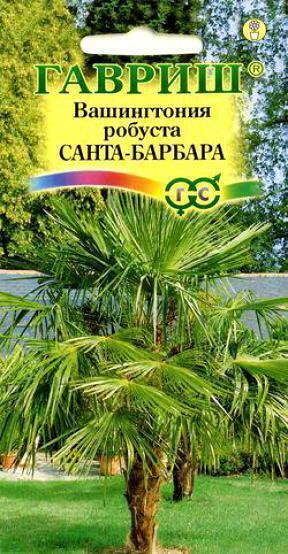 Купить оптом в Ботанике семена Вашингтония Санта-Барбара мощная Гав бренд Гавриш