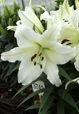 Купить оптом в Ботанике Лилия Мафальда 5 шт 