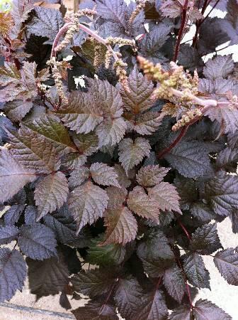 Купить оптом в Ботанике Астильба Чоколат Сегун 25шт