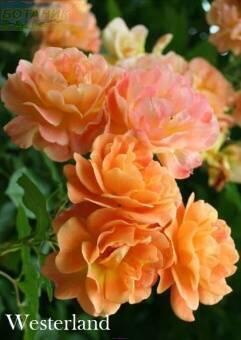 Купить оптом в Ботанике Роза Вестерланд 1 шт шраб