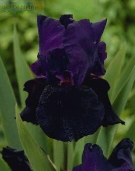 Купить оптом в Ботанике Ирис Блэк Тафетта 1шт