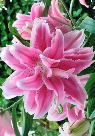 Купить оптом в Ботанике Лилия Изабелла 25 шт 