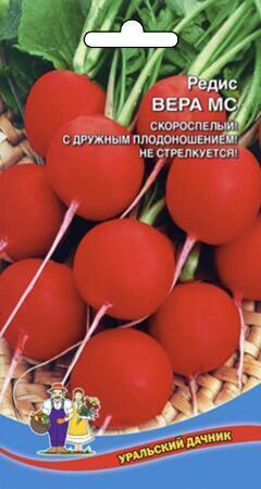 Купить оптом в Ботанике семена Редис Вера МС УД бренд Уральский дачник