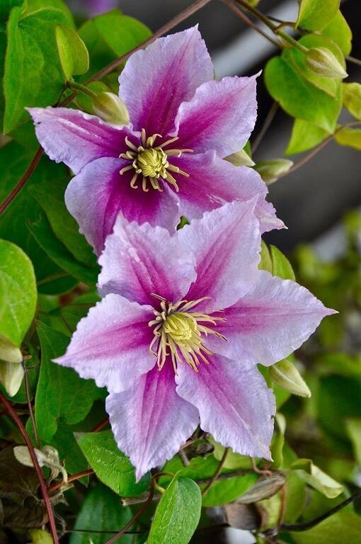 Купить оптом в Ботанике Клематис Пинк Бьюти P9