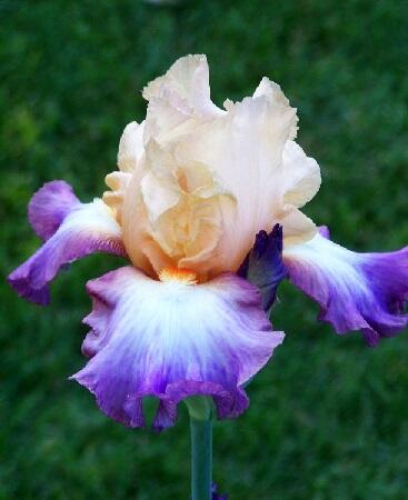 Купить оптом в Ботанике Ирис Фрутсейшн 2 шт