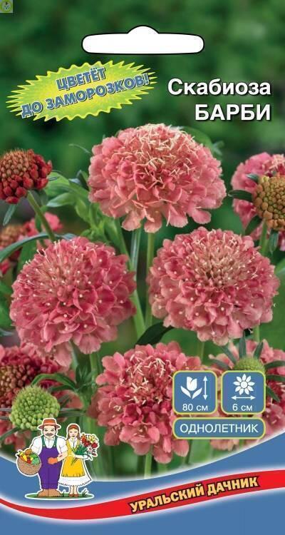 Купить оптом в Ботанике семена Скабиоза Барби УД бренд Уральский дачник