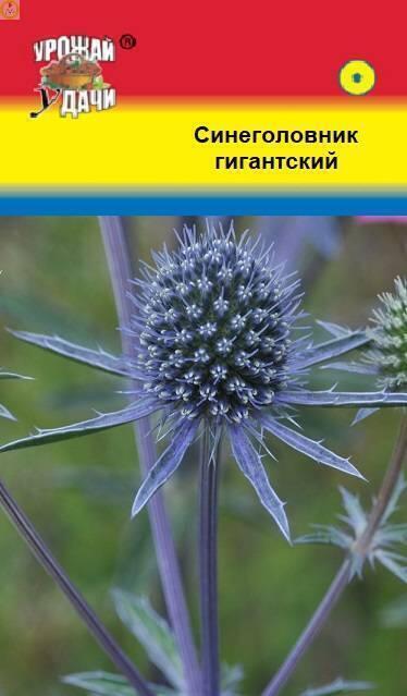 Купить оптом в Ботанике семена Синеголовник гигантский УУ бренд Урожай Удачи