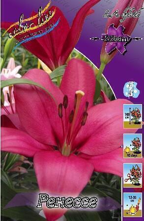 Купить оптом в Ботанике Лилия Ренессе 10 шт