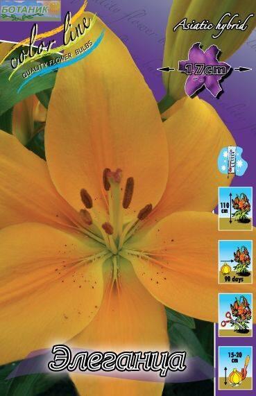 Купить оптом в Ботанике Лилия Элеганца 5 шт 