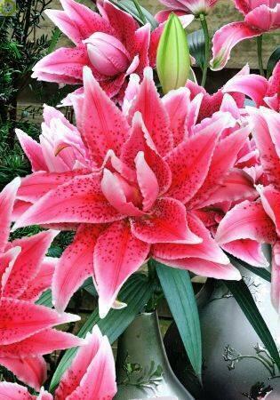 Купить оптом в Ботанике Лилия Талита 3 шт 