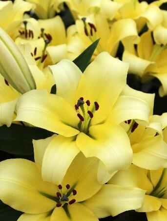 Купить оптом в Ботанике Лилия Фомова 7 шт