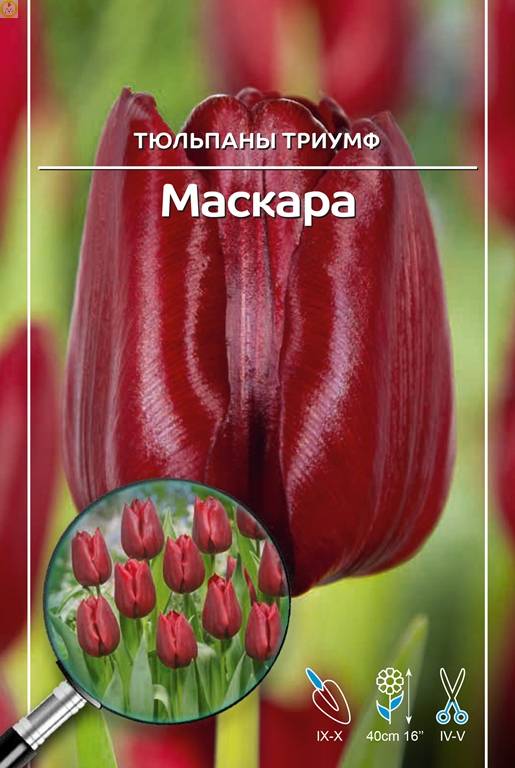 Купить оптом в Ботанике Тюльпан Маскара (5шт) 11/12