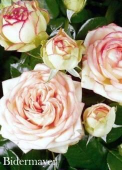 Купить оптом в Ботанике Роза Бидермайер 1 шт миниатюрная