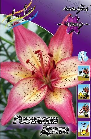 Купить оптом в Ботанике Лилия Розеллаз Дрим  7 шт