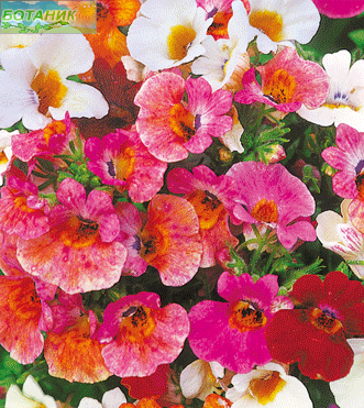 Купить оптом в Ботанике семена Немезия Сделай выбор Аэл бренд Аэлита