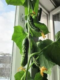 Выращиваем балконные огурцы