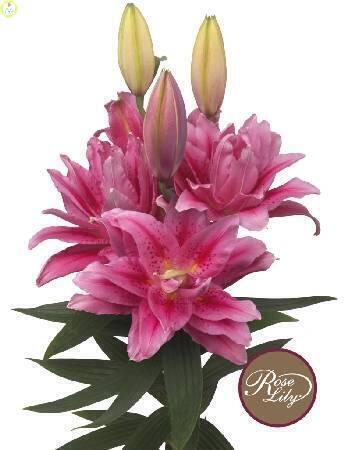 Купить оптом в Ботанике Лилия Ванесса 3 шт 