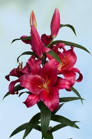 Купить оптом в Ботанике Лилия Кристофер 7 шт