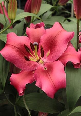 Купить оптом в Ботанике Лилия Кампейн 7 шт