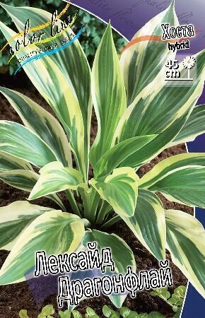 Купить оптом в Ботанике Хоста Лейксайд Драгонфлай 1 шт