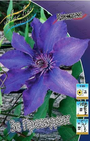 Купить оптом в Ботанике Клематис Зе Президент 2 шт