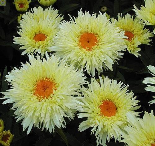 Купить оптом в Ботанике Нивяник Голдрауш 25 шт 