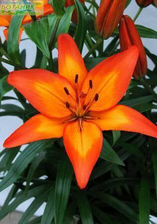 Купить оптом в Ботанике Лилия Фиамма 7 шт