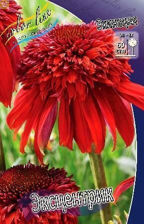 Купить оптом в Ботанике Эхинацея Эксцентрик 25 шт 