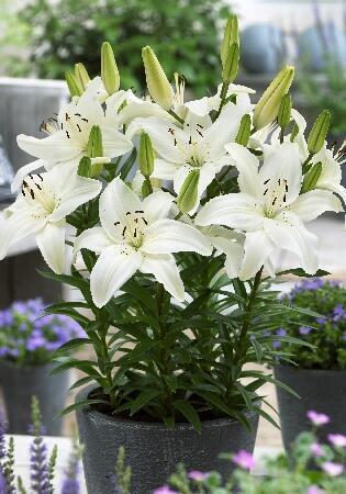 Купить оптом в Ботанике Лилия Нью Вейв 7 шт