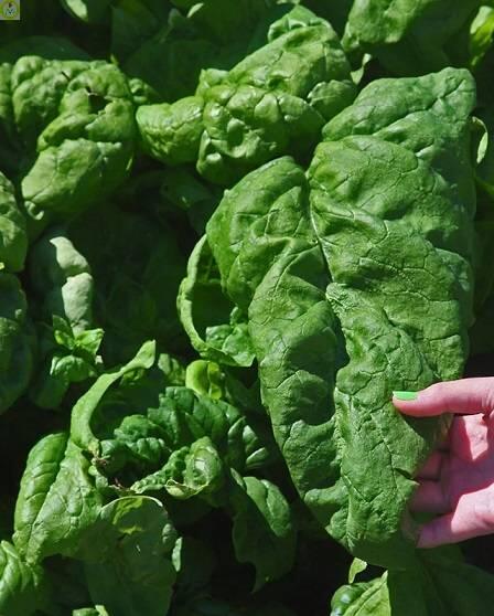 Купить оптом в Ботанике семена Шпинат Матадор УД бренд Уральский дачник