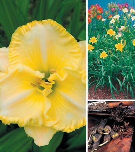 Купить оптом в Ботанике Лилейник Фёрст Найт 1 шт