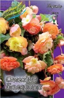 Купить оптом в Ботанике Бегония Сплендид Балерина 5/6 3 шт