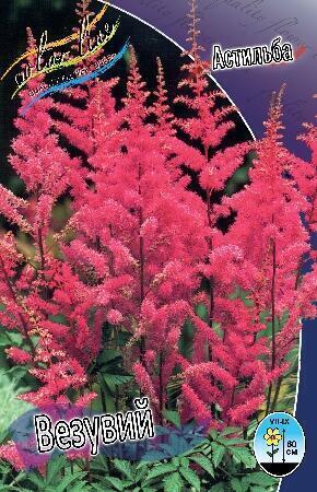 Купить оптом в Ботанике Астильба Везувий 1 шт