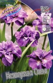 Купить оптом в Ботанике Ирис Империал Опал 50 шт