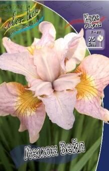 Купить оптом в Ботанике Ирис Лемон Вейл сибирский 1шт