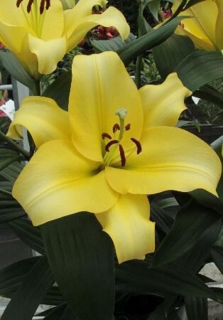 Купить оптом в Ботанике Лилия Аутбэк 10 шт