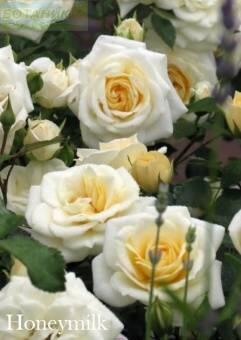 Купить оптом в Ботанике Роза Ханимилк 1 шт миниатюрная