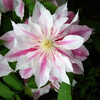 Купить оптом в Ботанике Клематис Андромеда Р9