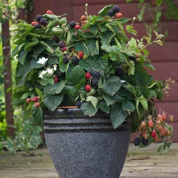 Купить оптом в Ботанике Ежевика кустистая Пурпл Опал, P12