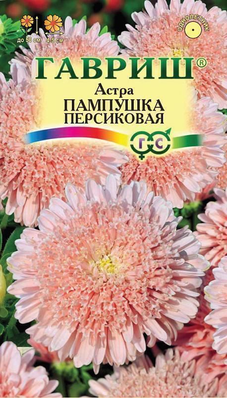 Купить оптом в Ботанике семена Астра Пампушка персиковая Гав бренд Гавриш