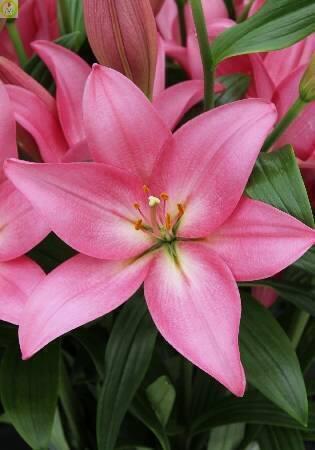 Купить оптом в Ботанике Лилия Франческа 5 шт 