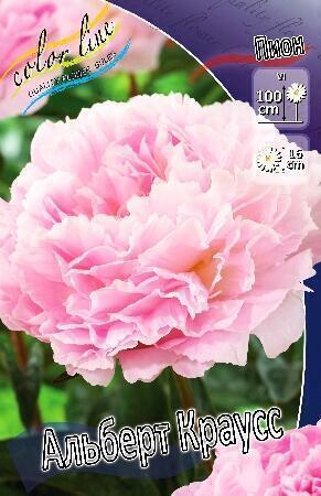 Купить оптом в Ботанике Пион Альберт Краусс 1 шт