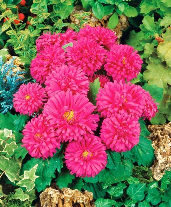 Купить оптом в Ботанике семена Астра Миледи розовая СиО бренд Сад и огород